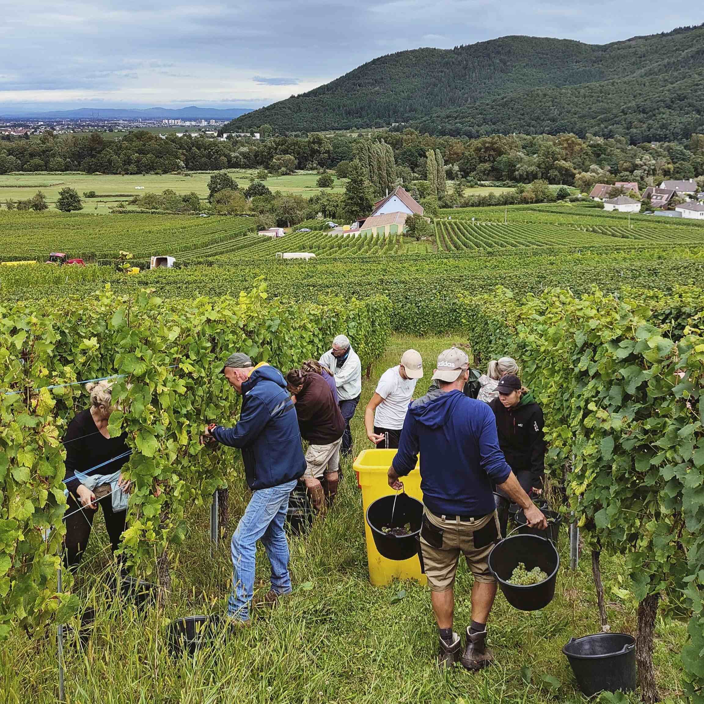 Go ! Début des vendanges 2024