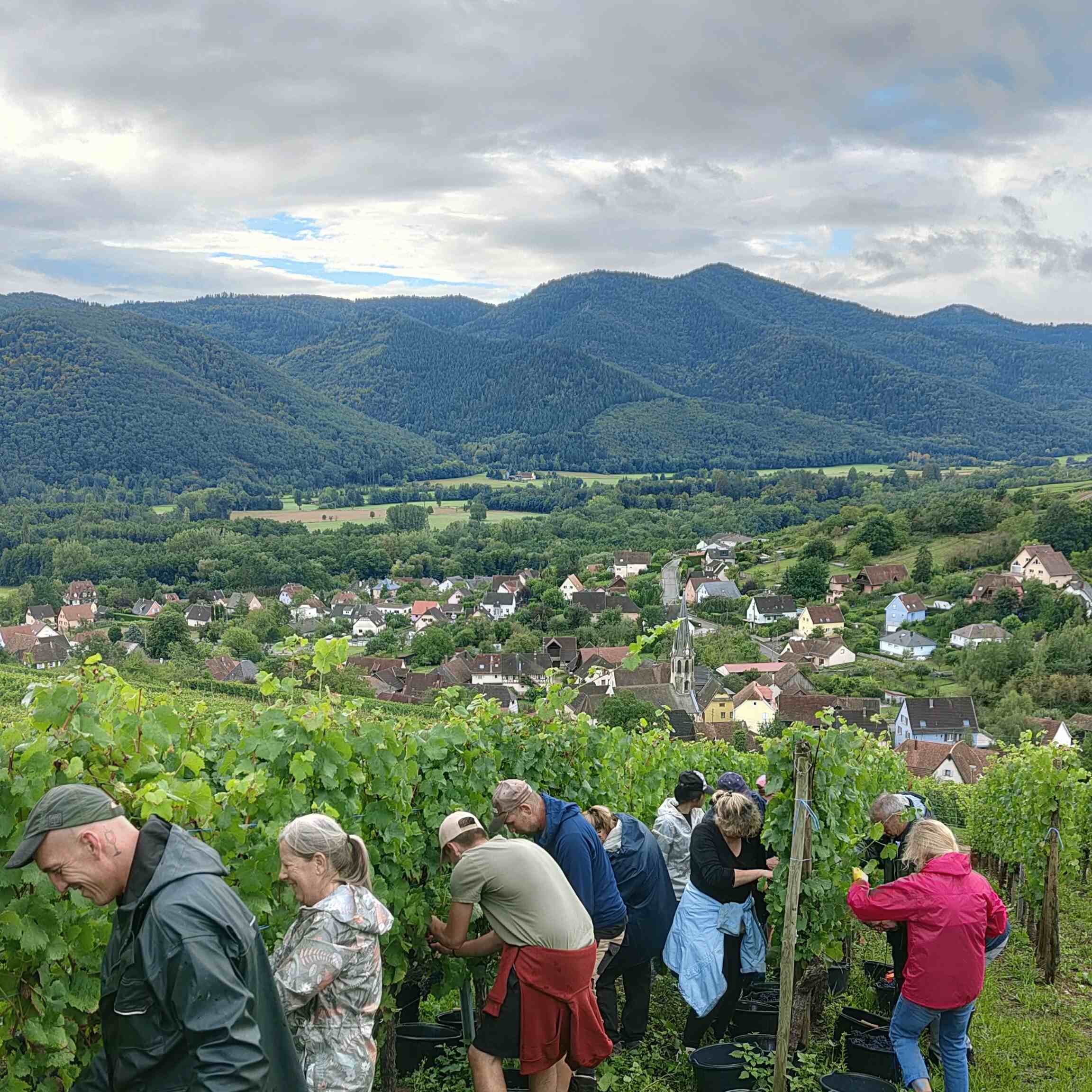 Go ! Début des vendanges 2024