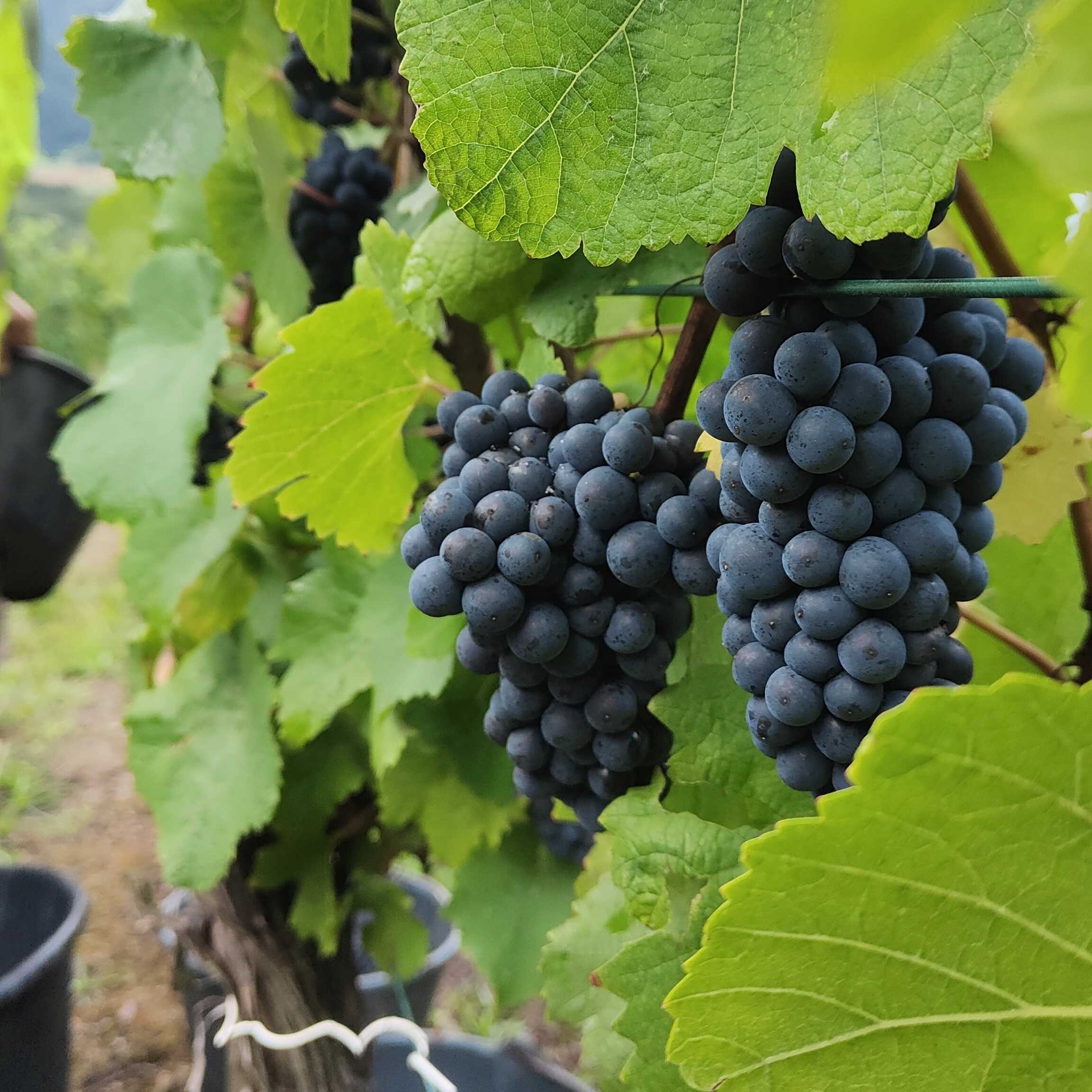 Go ! Début des vendanges 2024